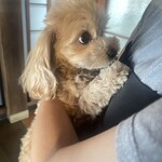 古民家cafe kiara - 