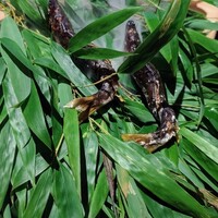 御料理ふじ居 - 