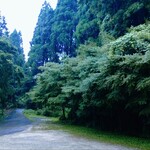 西国御領　風羅坊 - 乃ち　森は　健康な状態の様です