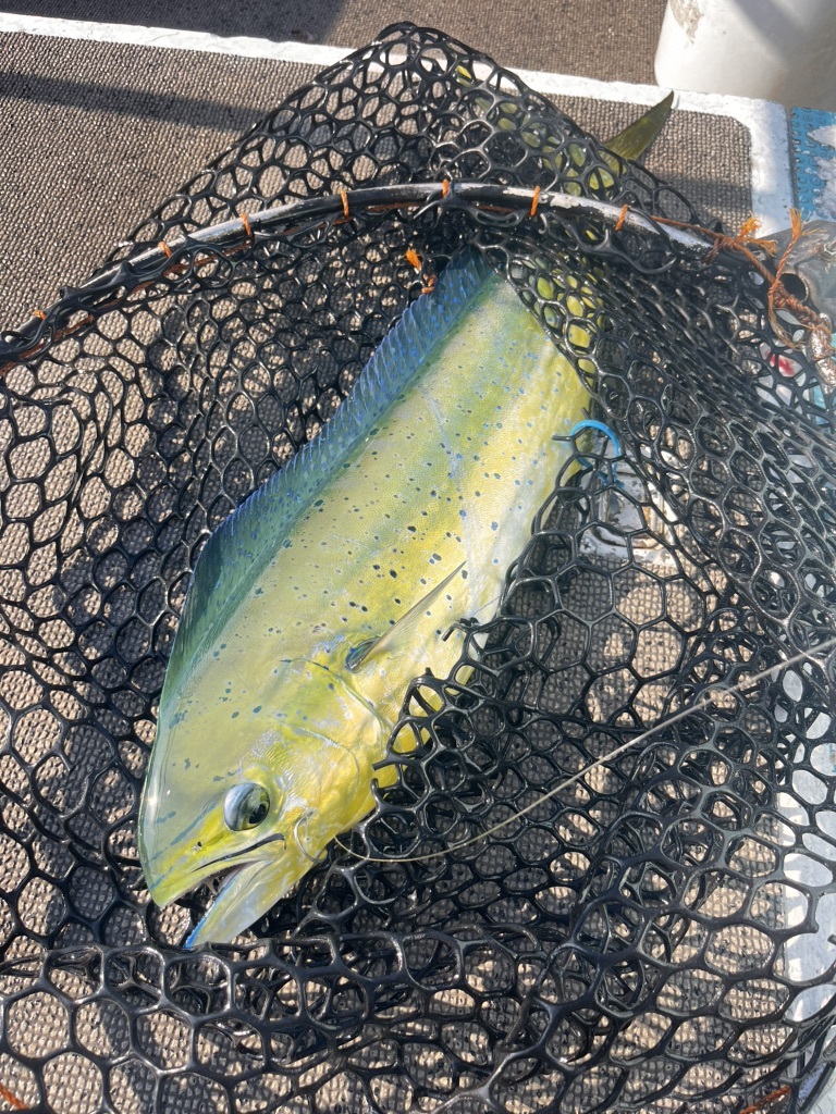 写真 : RIPPLE EFFECT 1173 （リップル エフェクト） - 志摩市