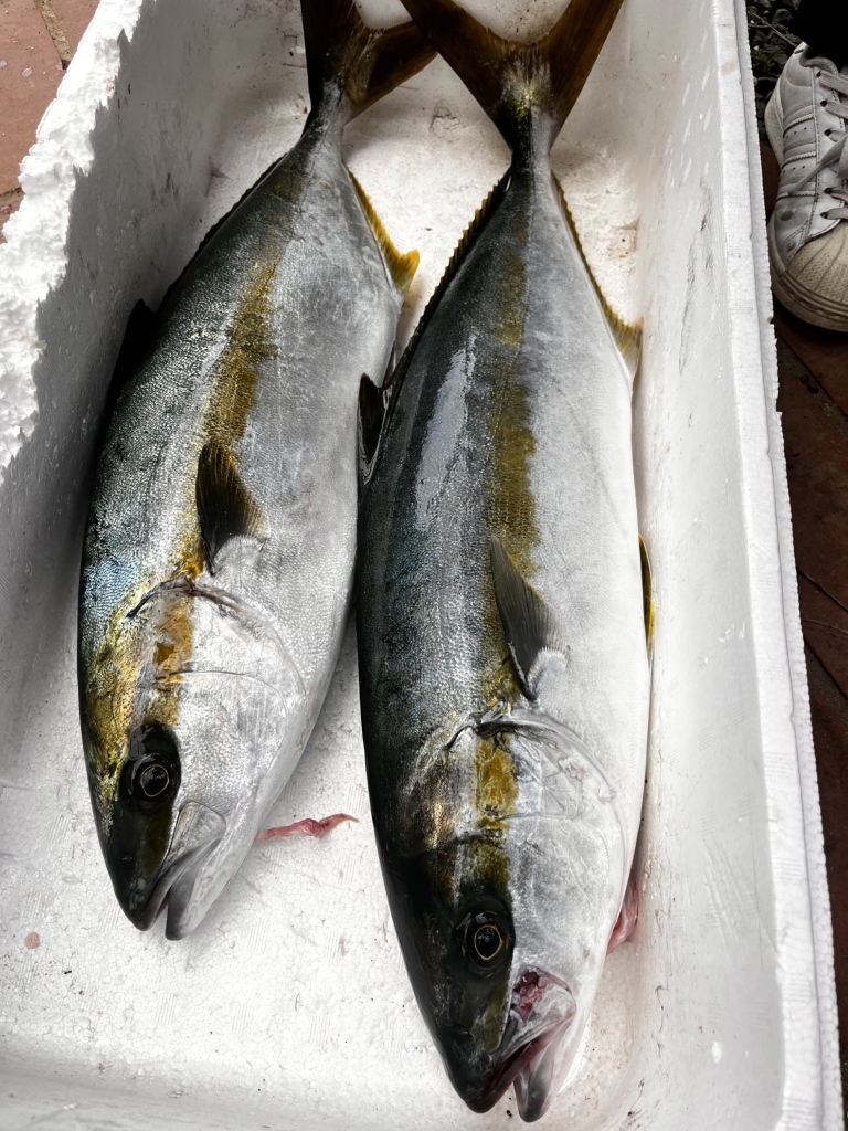 【ショウ】 リップルエフェクト 写真 : RIPPLE EFFECT 1173 （リップル エフェクト） - 志摩市その他