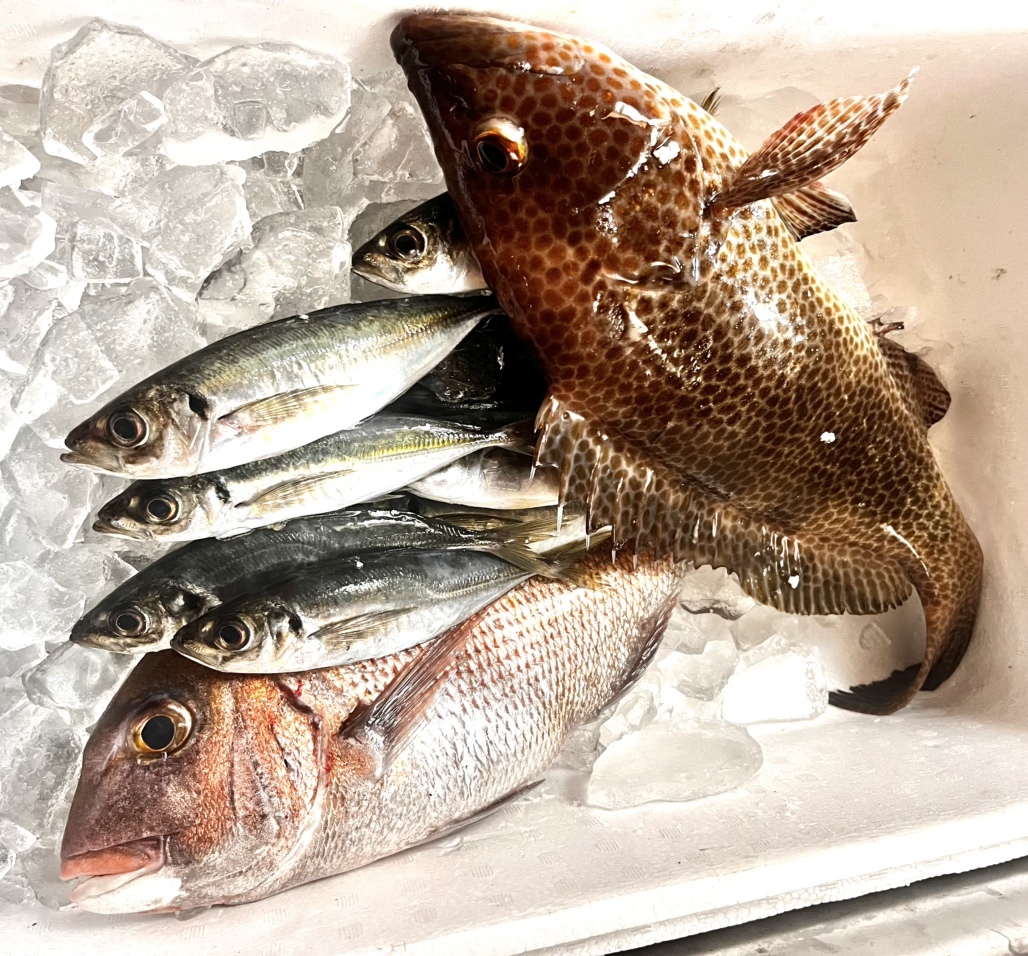 【ショウ】 リップルエフェクト 写真 : RIPPLE EFFECT 1173 （リップル エフェクト） - 志摩市