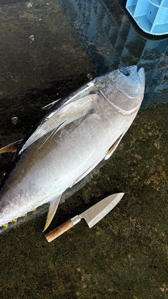 写真 : RIPPLE EFFECT 1173 （リップル エフェクト） - 志摩市その他