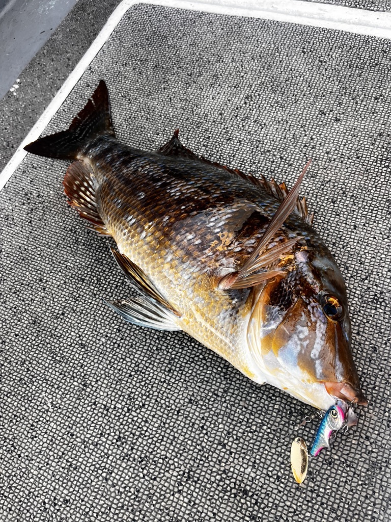 【ショウ】 リップルエフェクト 写真 : RIPPLE EFFECT 1173 （リップル エフェクト） - 志摩市