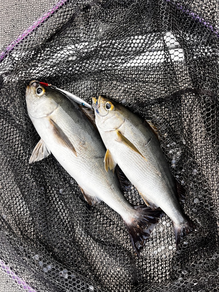 写真 : RIPPLE EFFECT 1173 （リップル エフェクト） - 志摩市