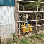 Hérisson d'un jour - 