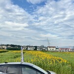 らー麺　Do・Ni・Bo - 天童市のひまわり迷路