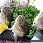 近畿大学水産研究所 - 近大マグロ