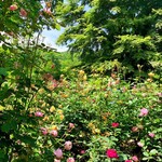 ELEVENSES TEA ROOMS - 