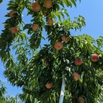 原田農園 - どれも美味しそう!