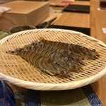 鮨 匠海 - ボイル前の車海老