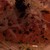 アンジェロ - 料理写真:サーモンマリネの　　　　　　　カルパッチョ