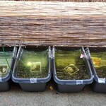 時分刻 - 屋外でメダカも販売してるの。愛でると涼。