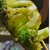 やきとり屋 燦 - 料理写真: