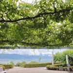 八珍果プラス - 