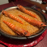 Potoro - 