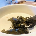 柚木元 - ウチダザリガニ