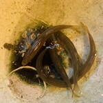 柚木元 - 天龍鮎