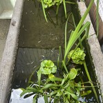 御菓子司 中村軒 - 