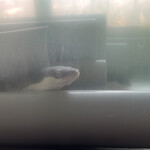 うなぎ これ幸い - 