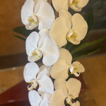 まるや本店 東京ミッドタウン店 - 