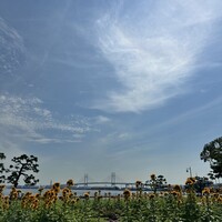 THE WHARF HOUSE YAMASHITA KOEN - お店の目の前にはひまわりも