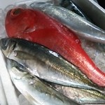 Yancha Ya - 地元横須賀、三浦の各漁港からの新鮮地魚