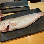 一心鮨 光洋 - 白甘鯛