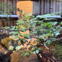 花咲 錦店 - 