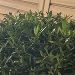 大元 - ここでニホンアマガエルのリカを捕まえて帰った日の事は忘れない。2022年の7月2日の事だった。