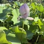 旭川成吉思汗 大黒屋 - 