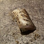 おけい鮨 本郷店 - 