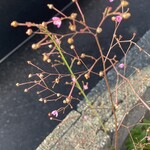 焼きもの家 慶 - 