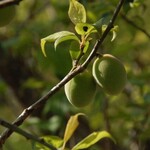 餃子酒飯 大阪王 - 