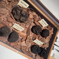 Terres de Truffes, Tokyo - 