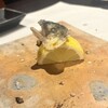 わさびと魚 - 料理写真: