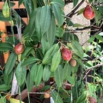 ひろ作 - 果実が大きくなってきましたょ〜。④