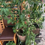 ひろ作 - 果実が大きくなってきましたょ〜。③