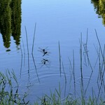 Moon cafe - 湖のトンボ