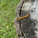 Moon cafe - トンボ休憩中