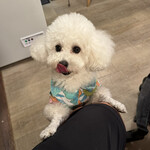 サッカバッカ - ヘイヘイちゃん、プアちゃんは接客中