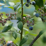 ブルーベリーファームおかざき - 