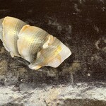 鮨 木場谷 - 天草のしんこ