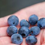 ブルーベリーファームおかざき - 