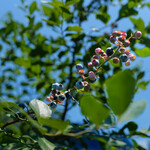 ブルーベリーファームおかざき - 