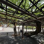 清水屋 - 西新井大師の藤棚