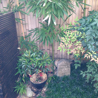 帰燕 - 