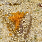 あじわい処 あかぎ - 刺身の漬け丼