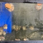 七転び八起き - 