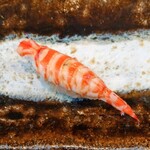 THE SUSHI TOKYO 旬 - 車海老